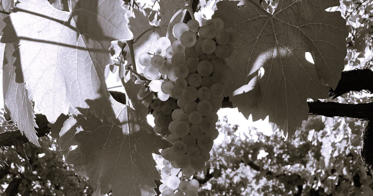 Cantina Giardino